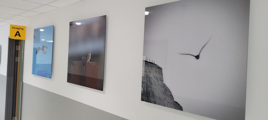 A series of images featuring sea birds on display