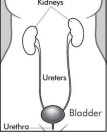 The kidneys, bladder and ureters