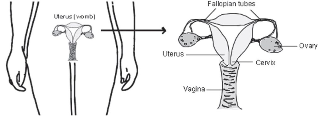 Diagram of uterus and fallopian tubes