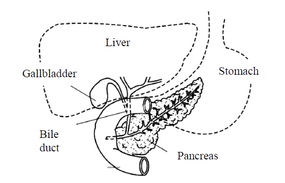 Location of the gallbladder
