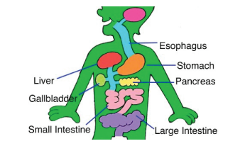 Drawing of gastrointestinal organs