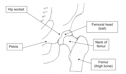 Hip joint