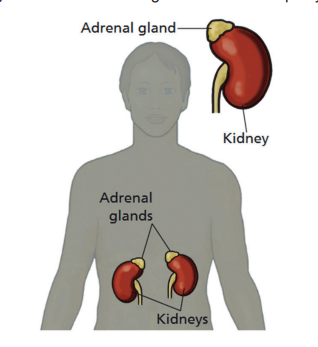 Image of the adrenal glands in the body