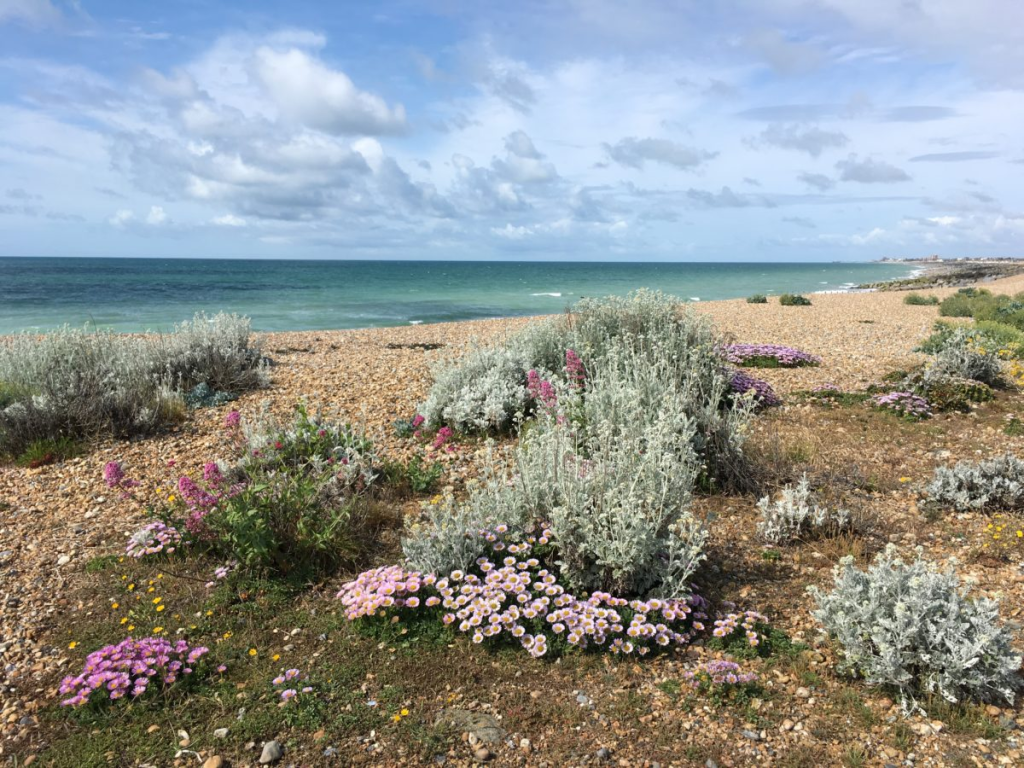 Shoreham Beach June 2019. Hannah researched the local flora around Sussex for this commission.