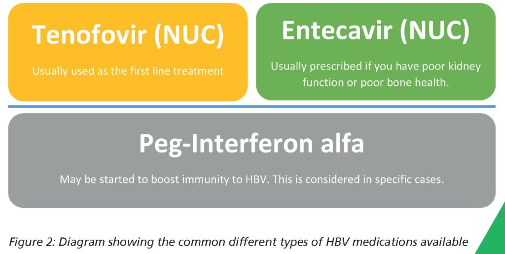 Diagram showing three common drugs which you might be given if you have HBV. These are Tenofovir, Entecavir and Peg-Interferon alfa