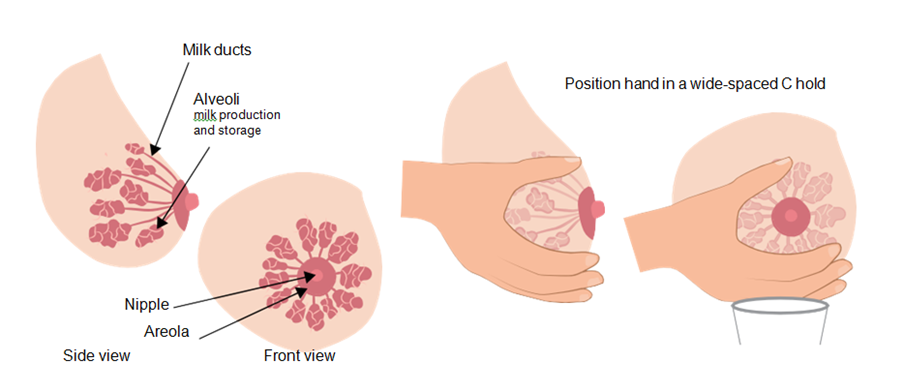 Breast feeding diagram