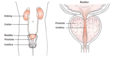 Prostate diagram