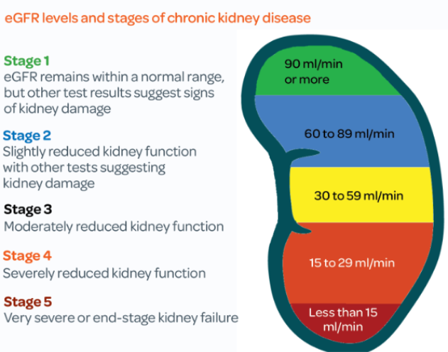 Image of a kidney showing eGFR levels and stages of chronic disease.