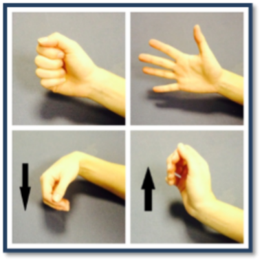 Finger and wrist bending and straightening.