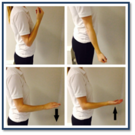 Elbow Bending and Forearm Rotations.