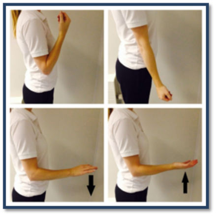 Elbow Bending to Straighten exercises