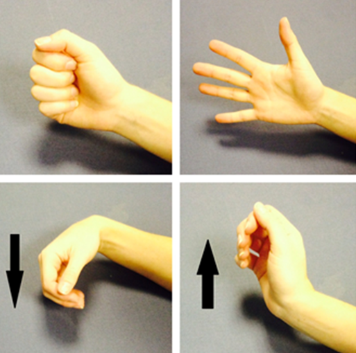 Finger and wrist flexion and extension.