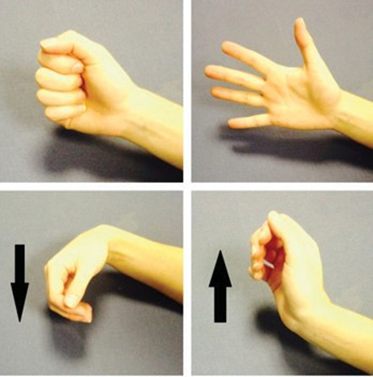 Finger and wrist bending and straightening