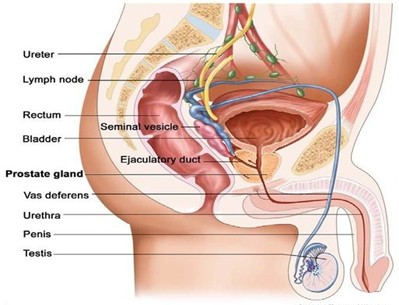 Image showing the prostate gland
