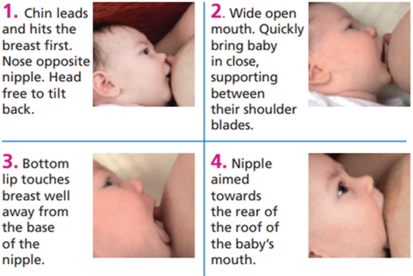 Images taken from ‘Off to the Best Start’ leaflet (Unicef, Baby Friendly Initiative). Image shows a baby attaching to the breast for feeding.