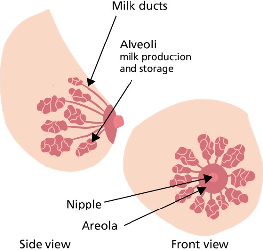 Image showing details of a breast