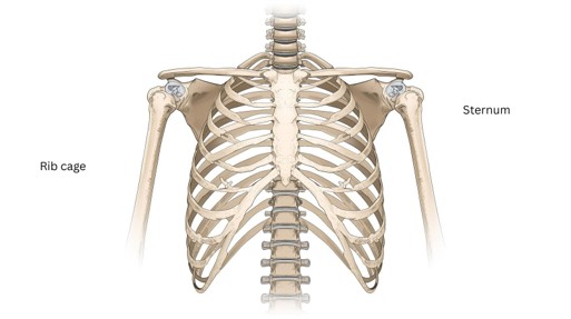 Illustration showing the rib cage and sternum (AI generated)