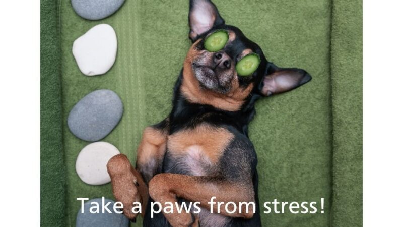 Little dog relaxing with cucumber slices on its eyes to promote stress awareness month