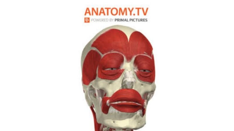 Anatomy.tv logo with skull image