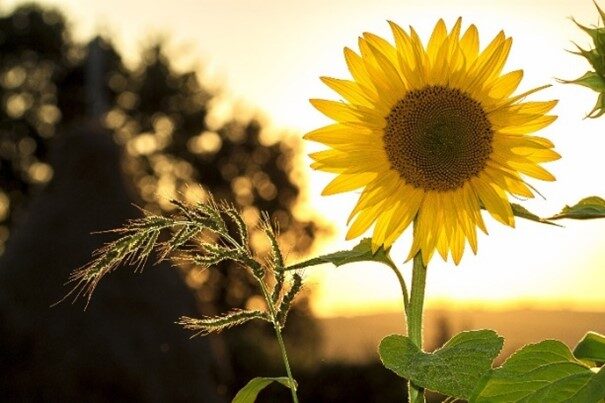 Photograph of a sunflower.